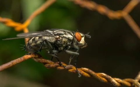 A Flesh Fly Stock Photos