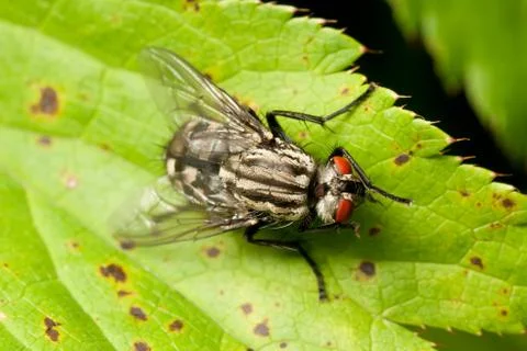 Flesh fly Stock Photos