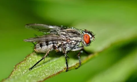 Flesh Fly Foto stock