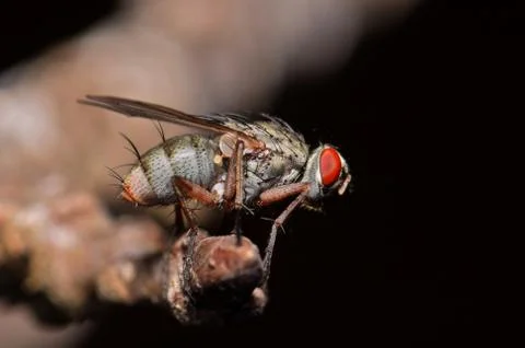Flesh Fly Stock-Fotos