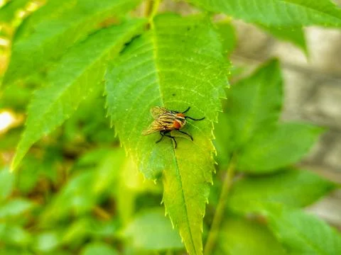 Flesh fly Stock Photos