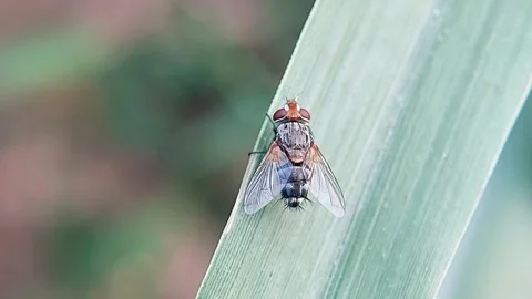 Flesh Fly Resting on Green Leaf Wildlife Macro Slow Motion FHD Stock Footage 321071577