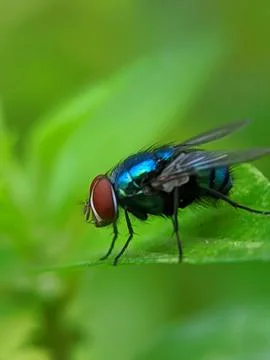 Flesh fly resting 库存照片