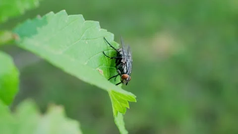 Flesh Fly Resting on Swaying Green Leaf Macro Video Stock Footage 339250761