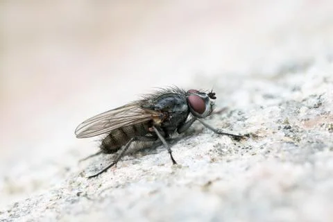 Flesh fly on a rock Foto stock