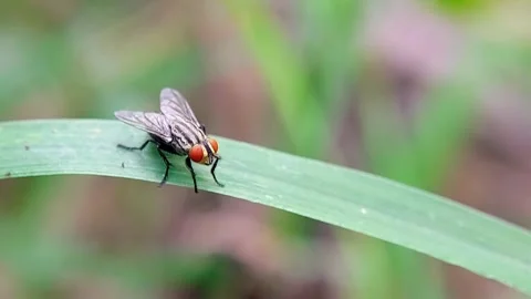 Flesh Fly (Sarcophaga) Perching on Grass Leaf 4K Slow Motion Copy Space Stock Footage 346398664