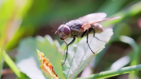 Flesh Fly Standing on Green Leaf in Field Macro Video Video stock 343307160