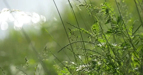 Flesh Lush Green Grass on the River Bank Stock Footage 51663866