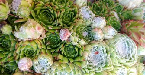 Fleshy cactus Stock Photos