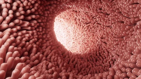 Fleshy intestinal canal lined with soft villi, 3d rendering. Video stock 330482515