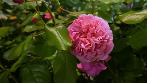 Fleur 1 Stock Footage 107922525