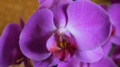 Fleur 2 Stock Footage 107922520