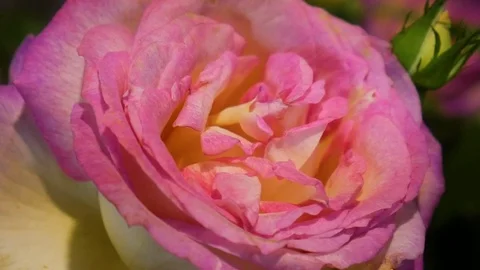 Fleur 3 Stock Footage 107922653