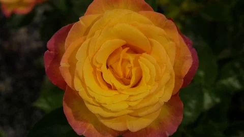 Fleur 4 Stock Footage 107923481