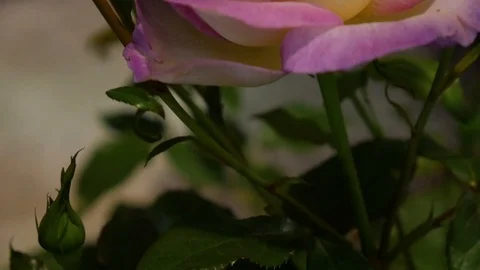 Fleur 5 Stock Footage 107922974