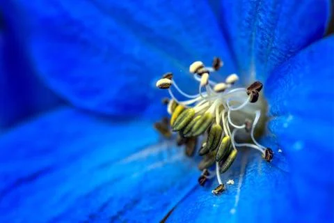 Fleur bleu Foto stock