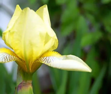 Fleur de luce Stock Photos