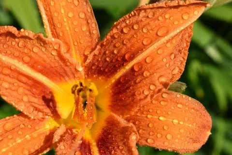 A fleur-de-lys in the garden Stock Photos