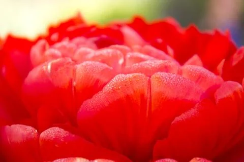 Fleur Stock Photos