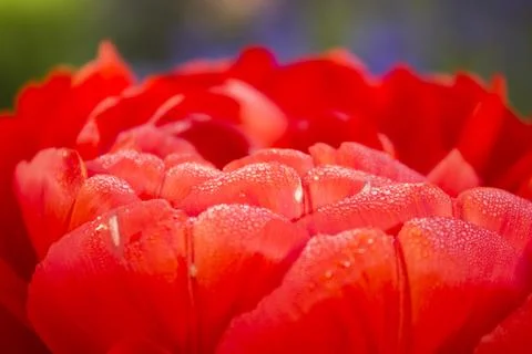 Fleur Stock Photos