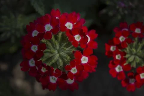 Fleur Stock Photos
