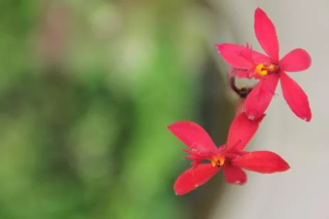 Fleure rouge Stock Photos