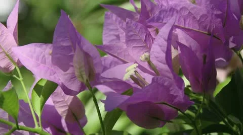 Fleures / Flowers Stock Footage 22341374