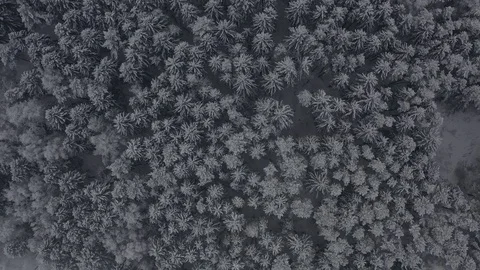 Flew through the forest Stock Footage 106761089