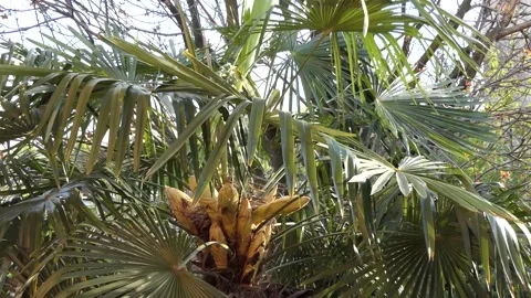 The flexibility of a palm in a windly garden. Video stock 167240359
