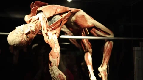Flexible anatomy muscle model Stock Footage 331090378