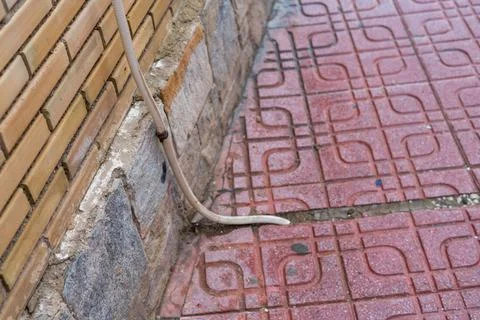 Flexible conduit cable pipe on brick wall near sidewalk pavement Stock Photos
