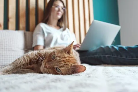 Flexible hours and remote work, Domestic cat lies on the bed, woman using laptop Stock Photos