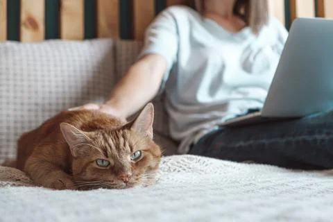 Flexible hours and remote work, Domestic cat lies on the bed, woman using laptop Stock Photos