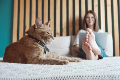 Flexible hours and remote work, Domestic cat lies on the bed, woman using laptop Stock Photos
