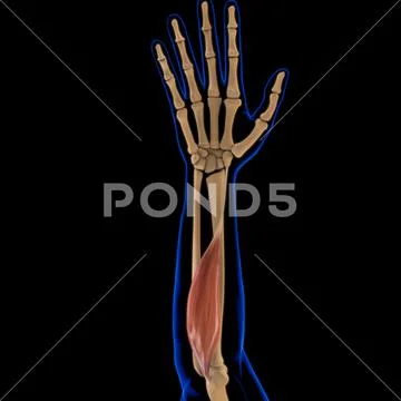 Flexor Carpi Radialis Muscle Anatomy For Medical Concept 3D ...