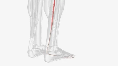 The flexor digitorum longus (FDL) is part of the deep muscle group of the Stock Footage 270146030