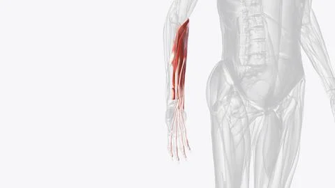 Flexor muscles of right forearm Stock Illustration