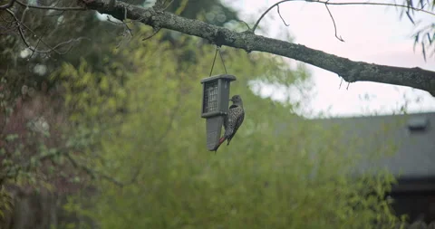 Flicker bird eats from a feeder Stock Footage 175913689