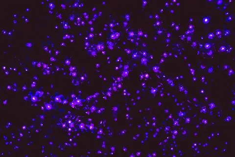 Flicker of blue lights. Stock Photos