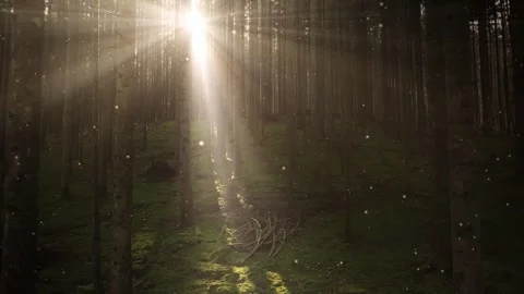 Flicker fireflies in magic sunny forest Stock Footage 334805383