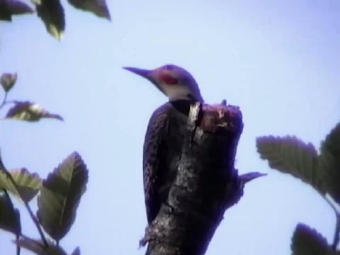 Flicker Video stock 924961