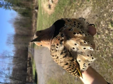 Flicker in hand Foto stock