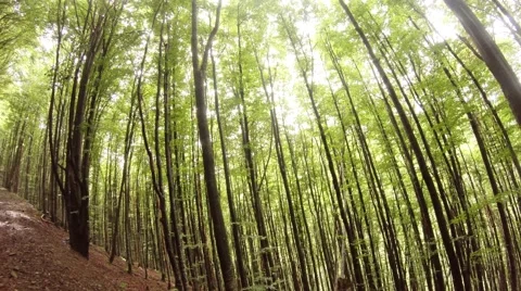 Flicker of sunlight through the tall crown beech trees, dirt road in summer Stock Footage 43939762