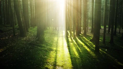 Flickering fireflies in sunny forest landscape Stock Footage 337660994