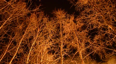 Flickering light from massive bonfire on trees in winter night Stock Footage 58461394