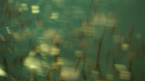 Flickering Of The Light Reflected In The Aquarium. Video stock 108332377