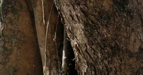 Flickering light reflecting off flowing water onto a tree bark closeup Stock Footage 87844117