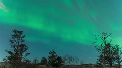 Flickering northern lights above tiny Icelandic forest Stock Footage 301182418