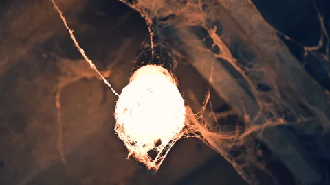 Flickering spooky Light Bulb Covered In windy Cobwebs Vídeo Stock 148300501