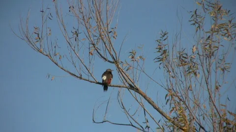 FlickerInTree Stock Footage 282654